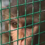 Behind the Cinderblock Walls: An Undercover Investigation into the World of Primate Labs