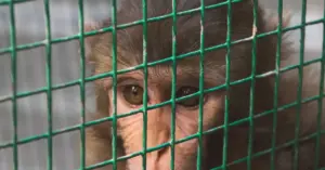Behind the Cinderblock Walls: An Undercover Investigation into the World of Primate Labs