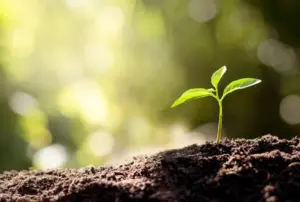 Cultivating Ecologies of Care: Autistic Culture and the Path to Cultural Metamorphosis