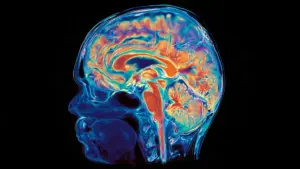Dual Origins: Stanford Researchers Discover the Brain Is Built from Two Distinct Evolutionary Systems