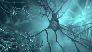 New Alzheimer’s Research Reveals How APOE4 Genetic Risk Alters Brain Function Early in Life