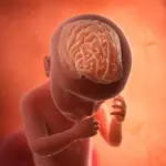 New Study Links Congenital TORCH Infections to Significantly Higher Risks of Autism and Intellectual Disability