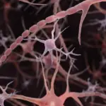 Rethinking the Brain’s Wiring: Discovery of ‘Pearled’ Axons Challenges Century-Old Anatomical Models