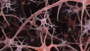Rethinking the Brain’s Wiring: Discovery of ‘Pearled’ Axons Challenges Century-Old Anatomical Models