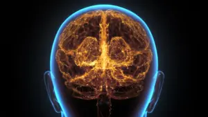 Skull Bone Marrow Found to Harbor Specialized Immune "Security Stations" for the Brain