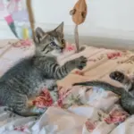 The Foundation of a Lifetime: Why Early Socialization is the Key to a Happy Cat