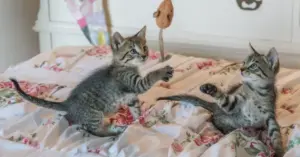 The Foundation of a Lifetime: Why Early Socialization is the Key to a Happy Cat