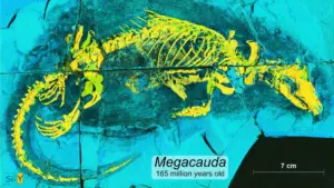 Ancient Aquatic Predator Reveals 165-Million-Year-Old Evolutionary Leap in Mammals