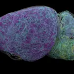 Beyond the Foghorn: Researchers Uncover a Precise Neural Network in the Brainstem