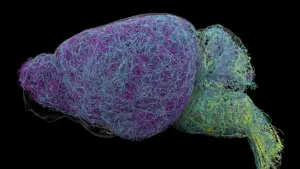 Beyond the Foghorn: Researchers Uncover a Precise Neural Network in the Brainstem
