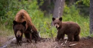 Colorado Governor and Conservationists Urge Voters to Reject Amendment 83 Over Wildlife Trapping and Hunting Concerns