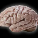 Deciphering the Blueprint: Why Marmoset Brains Lack the Folds of Human Complexity
