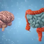 Gut Microbiome May Influence the Pace of Brain Aging, UCLA Study Suggests