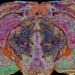 Mapping the Invisible: New Lipid Atlas Reveals the Brain’s Secret Chemical Architecture