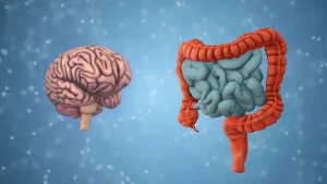 New UCLA Study Links Gut Microbiome to Early Signs of Brain Aging