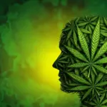 Northwestern Scientists Identify Brain Mechanism Linking Cannabis to Heightened Anxiety