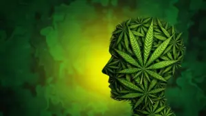 Northwestern Scientists Identify Brain Mechanism Linking Cannabis to Heightened Anxiety