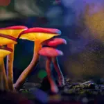 Psychedelic Compound Psilocybin Found to Curb Aggressive Behavior in Fish