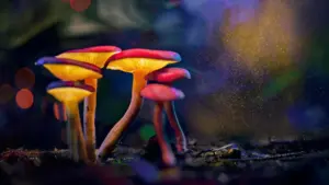 Psychedelic Insight: Psilocybin Found to Selectively Mute Aggression in Mangrove Rivulus Fish