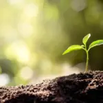 Rewriting the Autistic Relationship Manual: Cultural Metamorphosis and Ecologies of Care at Human Scale