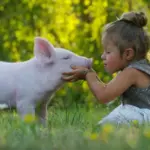 The Psychology of the Plate: Understanding Why We Eat Animals and the Ideology of Carnism