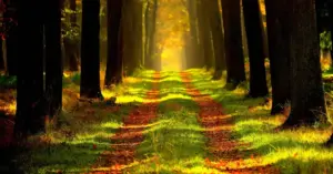 The Science of Nature: How Ecological Exposure Transforms Human Health and Cognition