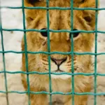 Unmasking America’s Captive Big Cat Crisis: Award-Winning Author Carol Bradley Explores the Battle to Save Exotics in ‘Striped Reckoning’