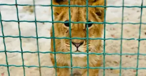 Unmasking America’s Captive Big Cat Crisis: Award-Winning Author Carol Bradley Explores the Battle to Save Exotics in ‘Striped Reckoning’