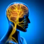 Vagus Nerve Stimulation After Training Enhances Long-Term Motor Learning, Study Finds