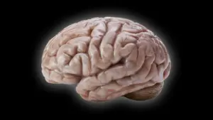 Why Some Primate Brains Are Smooth: New Research Uncovers the Cellular "Brakes" on Brain Growth